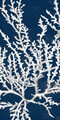 Image Not Available